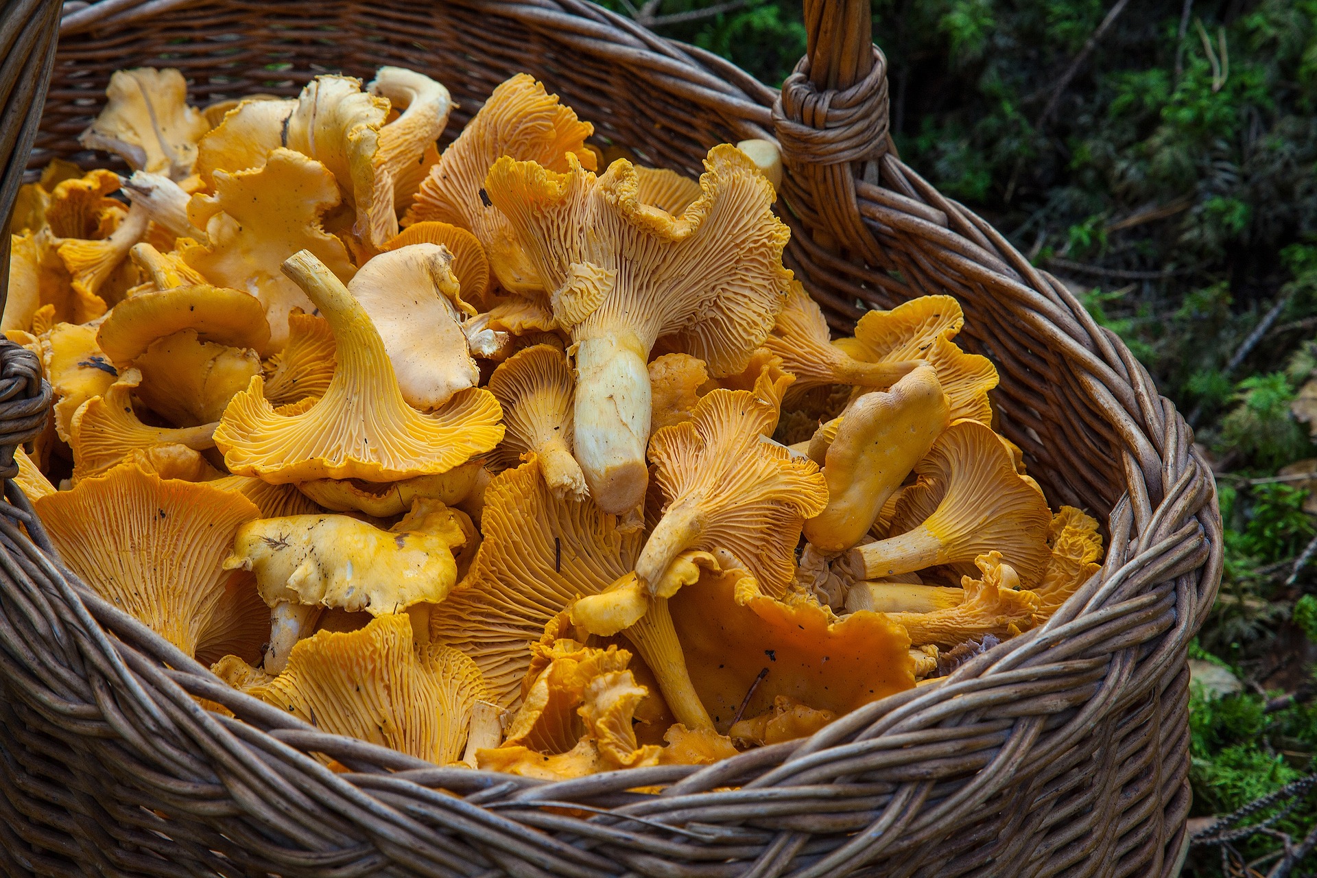 Of mushrooms