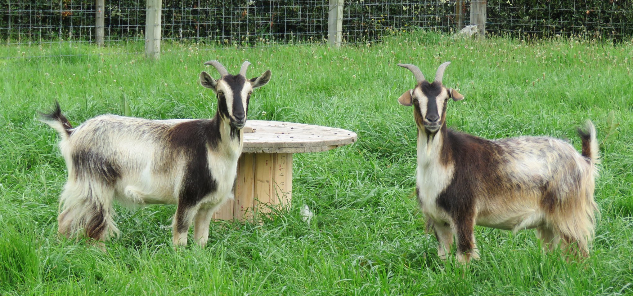 Investigations into Livestock Animals