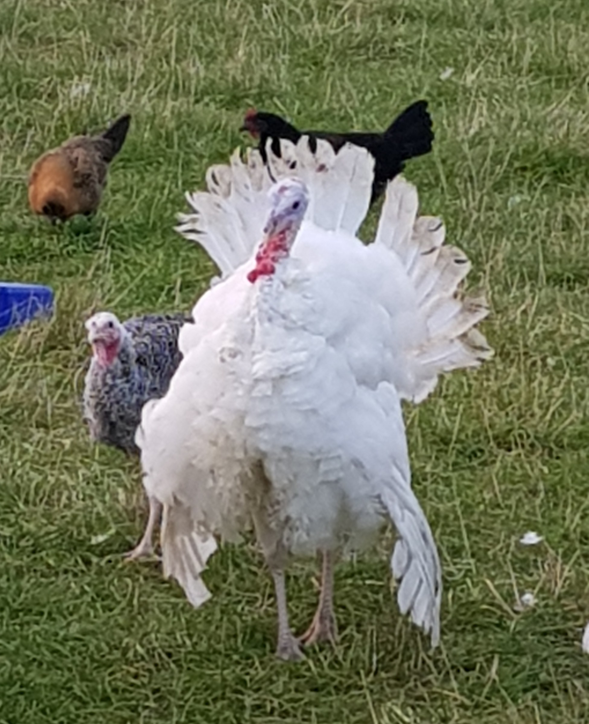 Tom Turkey 2019
