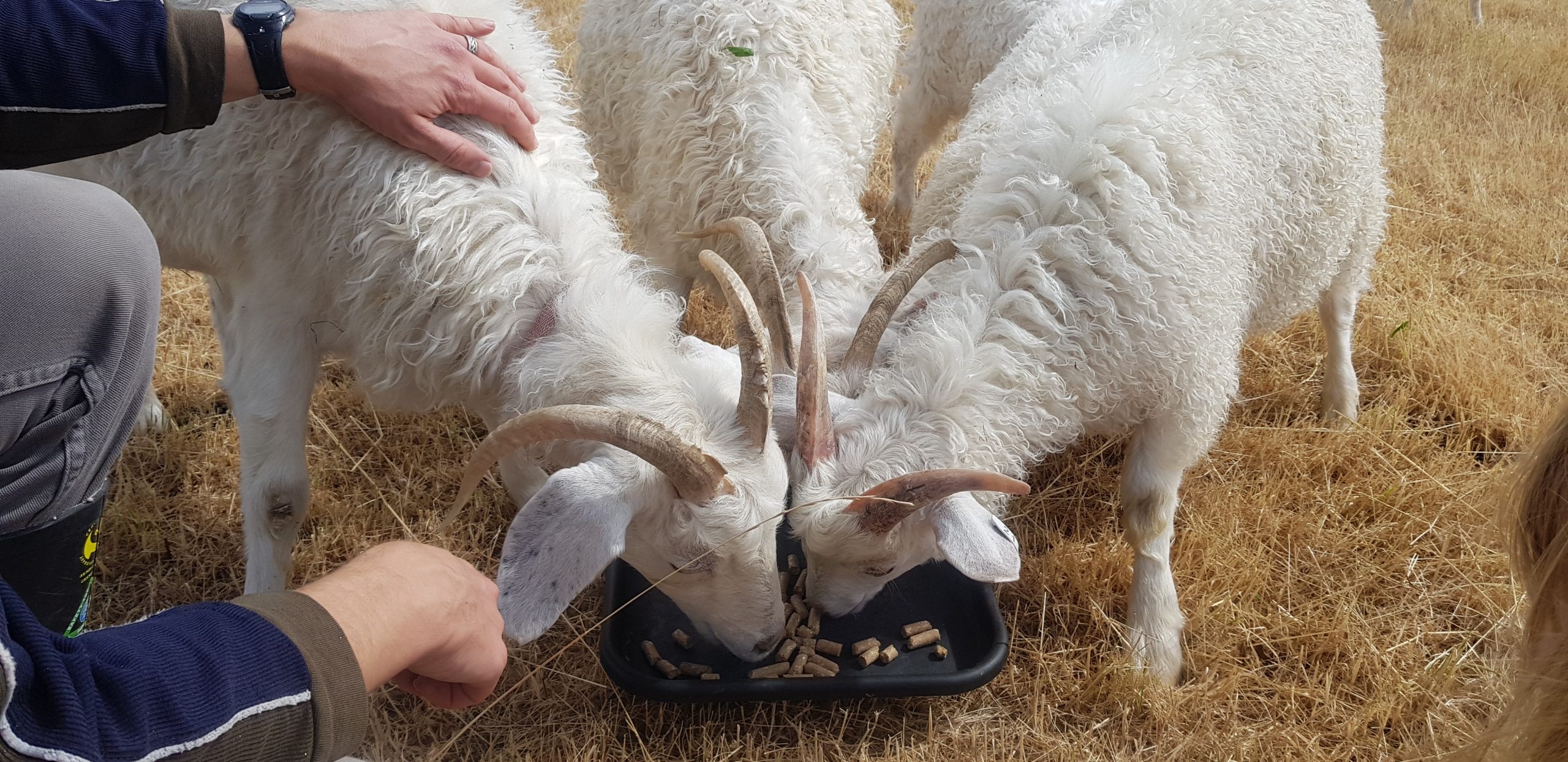 Our Waipu Goats